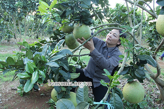 Sức bật cho phát triển nông nghiệp, nông thôn