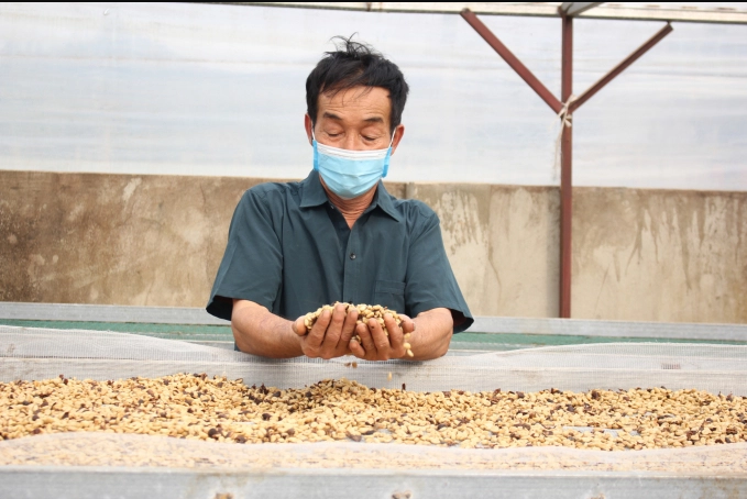 Hành trình nâng tầm thương hiệu cà phê Sơn La