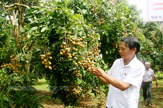 Mai Sơn xây dựng nông thôn mới gắn với giảm nghèo bền vững
