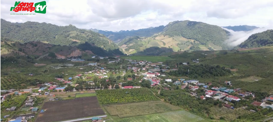 Xuân về trên bản tái định cư Quỳnh Phiêng