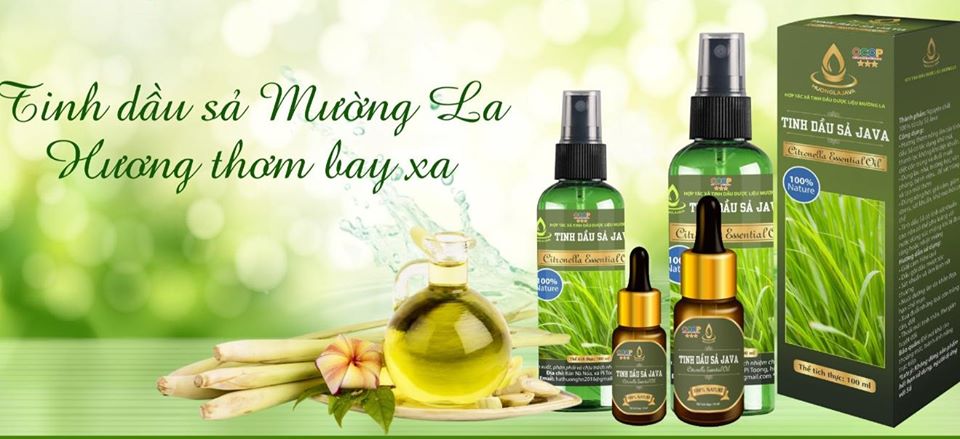 Trồng sả Java làm tinh dầu: Nông dân mơ đổi đời