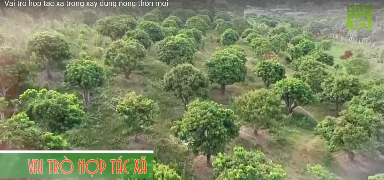 Vai trò của Hợp tác xã trong xây dựng nông thôn mới